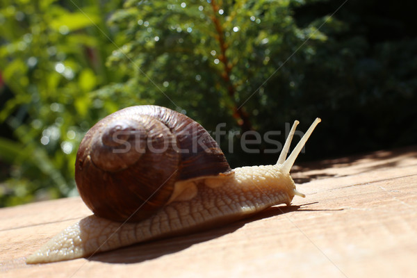 big snail close-up on the wooden desk Stock photo © ultrapro