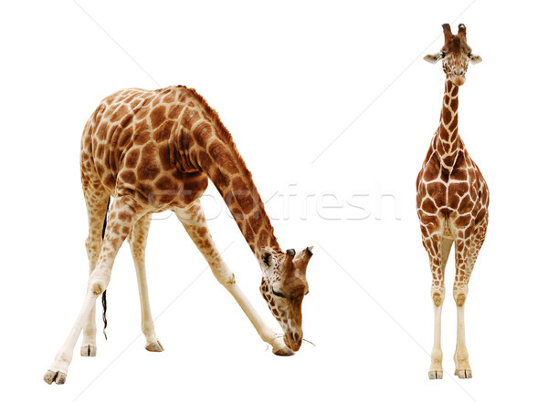 Giraffe isolated on white background Stock photo © ultrapro
