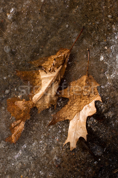 Dried oak leaf on the ice Stock photo © ultrapro