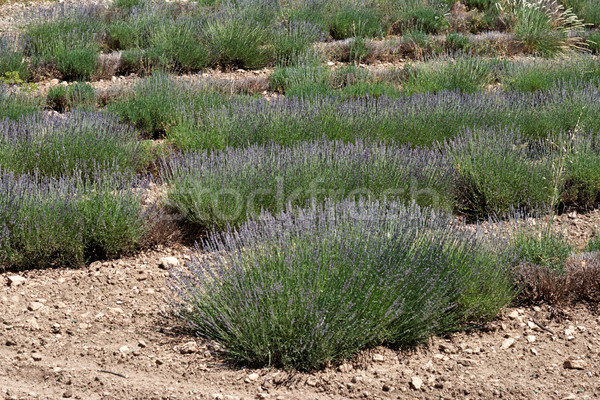 lavender in Provence Stock photo © ultrapro