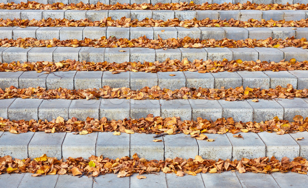 Sonbahar yaprakları beton merdiven park ağaç ahşap Stok fotoğraf © ultrapro