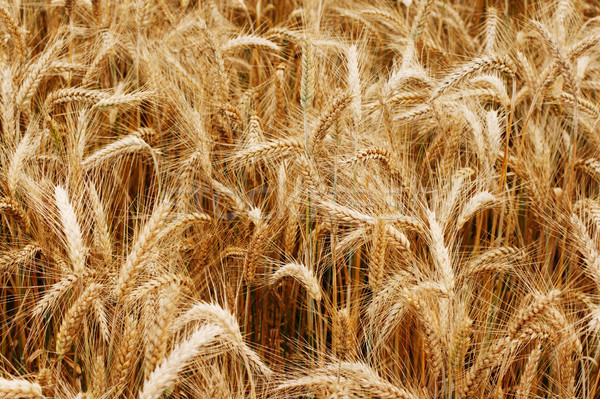 Altın alan olgun buğday parlak Stok fotoğraf © ultrapro