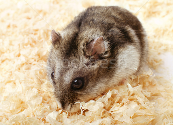 Hamster haren portret grappig eten oor Stockfoto © ultrapro