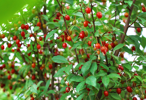 Berberis bush with red berries and green foliage Stock photo © ultrapro