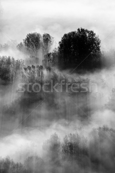 Stok fotoğraf: Ağaçlar · sis · siyah · beyaz · fotoğraf