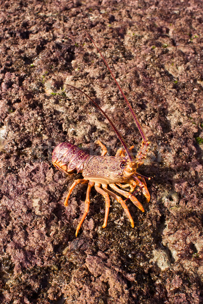 Crayfish 04 Stock photo © Undy