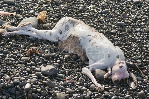 мертвых заяц Ложь камней пляж кролик Сток-фото © Undy