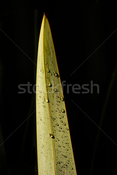 New Zealand Flax Leaf 01 Stock photo © Undy
