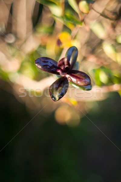 Stock photo: After the rain 01