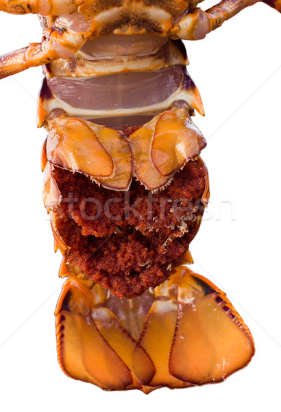 Crayfish tail Stock photo © Undy