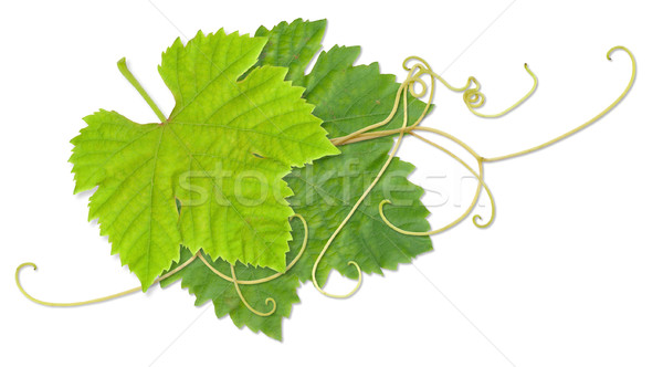 Grape leaves Stock photo © Undy