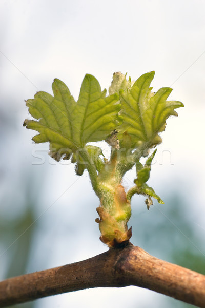 New growth on vine Stock photo © Undy