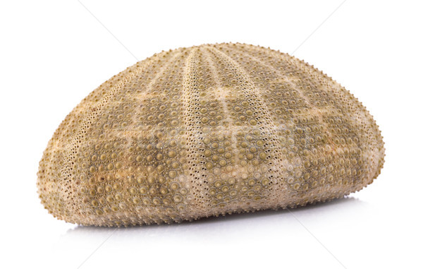 Stock photo: Sea shell an isolated  on white background