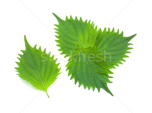 fresh green shiso leaf on white background Stock photo © ungpaoman