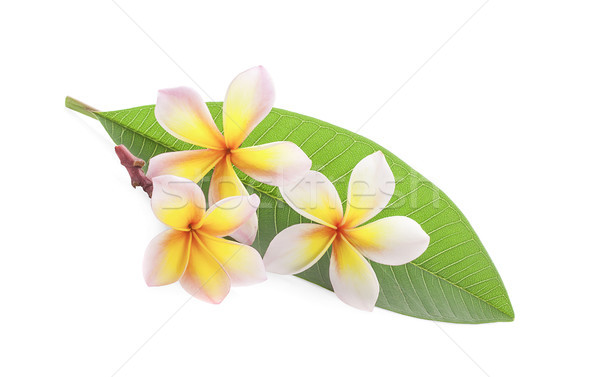 frangipani flower isolated on white Stock photo © ungpaoman