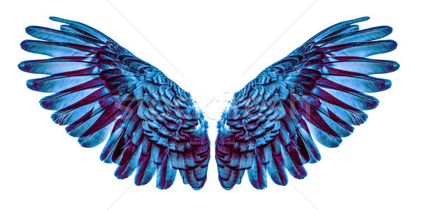 Angel wings isolated on white Stock photo © ungpaoman