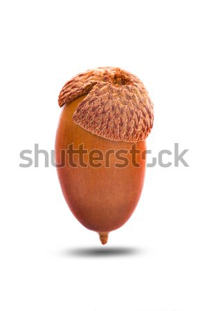 One acorn in closeup Stock photo © ungpaoman