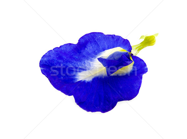 Butterfly pea flower isolated on white background. Stock photo © ungpaoman