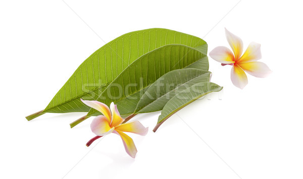 frangipani flower isolated on white Stock photo © ungpaoman