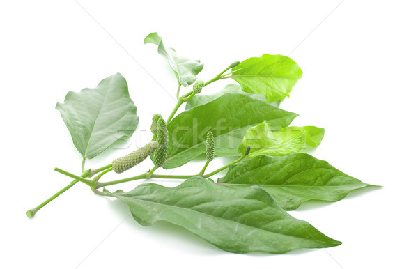 Long pepper or Piper longum isolated on white background Stock photo © ungpaoman