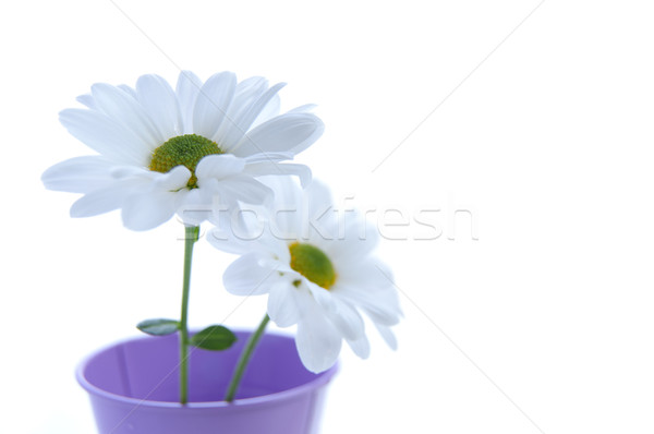 Weiß Frühling Gänseblümchen zwei isoliert Anlage Stock foto © unikpix