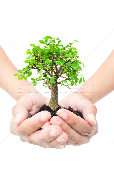 Tree in hands Stock photo © unikpix