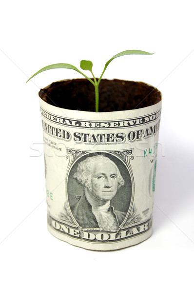 Money plant Stock photo © unikpix