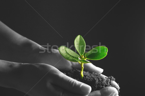 New growth Stock photo © unikpix