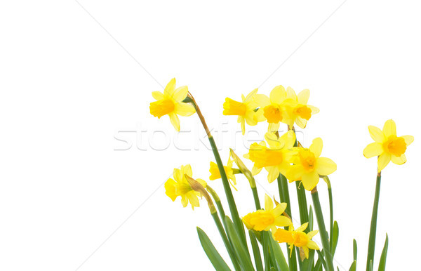 Stockfoto: Narcissen · voorjaar · geïsoleerd · witte · bloem · bloemen