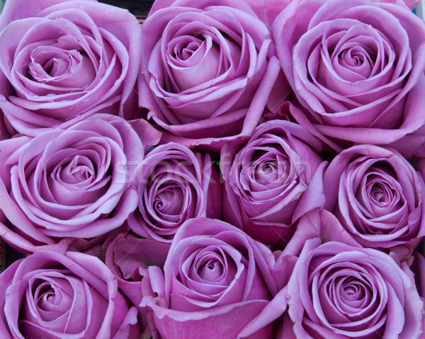 Purple roses  Stock photo © unikpix