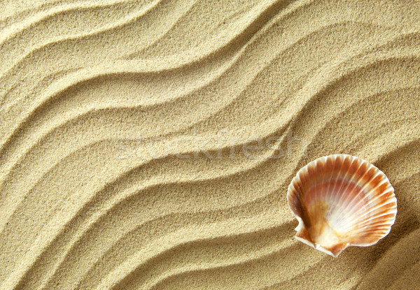Tenger kagyló homok közelkép tengerparti homok nyár Stock fotó © unikpix