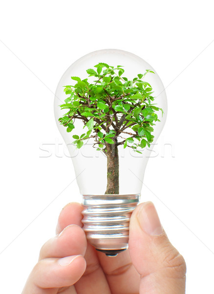 Stock photo: Tree in a light bulb