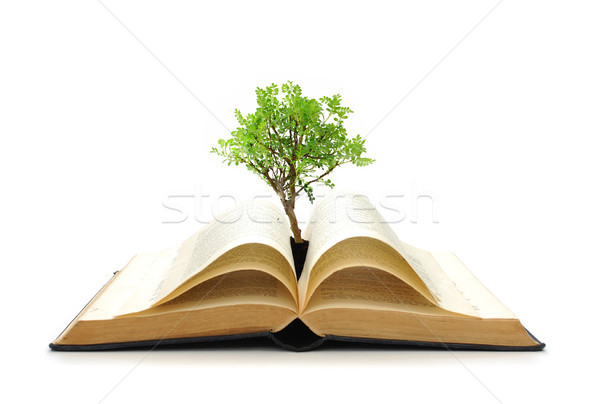 Stock photo: Tree growing from book 