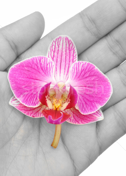 орхидеи стороны голову цветок весны Сток-фото © unikpix
