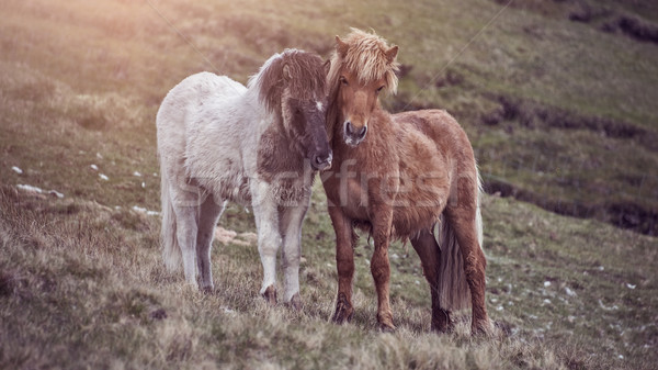 Stock fotó: ölelkezés · lovak · kettő · zöld · domb · természet