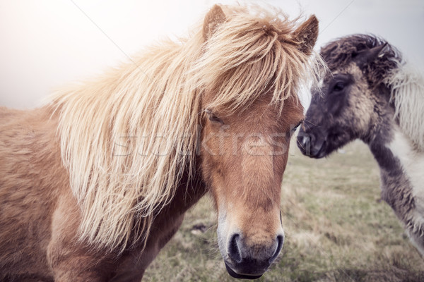 Faroese Horses in the sun Stock photo © unkreatives