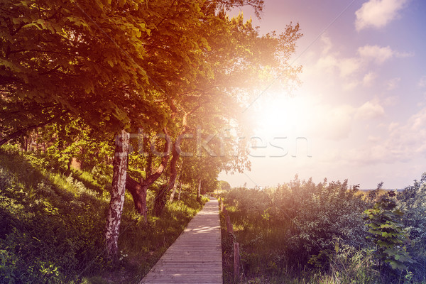 wooden boardwalk Stock photo © unkreatives