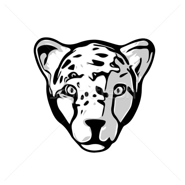 голову гепард иллюстрация изолированный белый фон Сток-фото © unweit