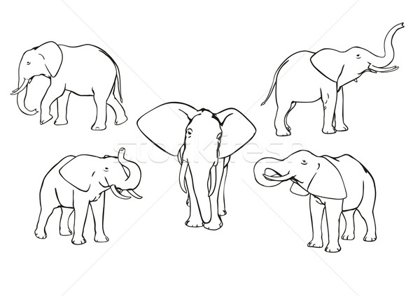 Слоны набор вектора черно белые природы Сток-фото © unweit