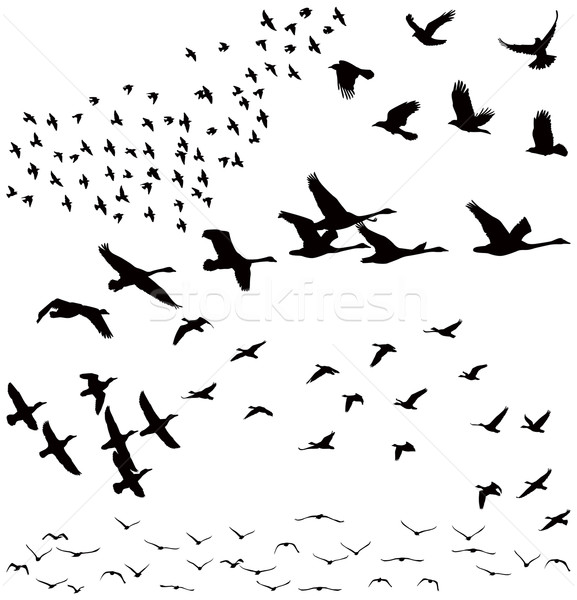 Stock photo: Silhouette a flock of birds