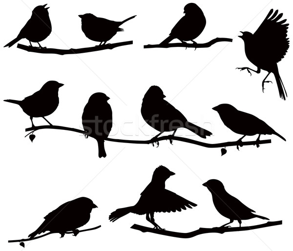 Siluete pasăre ramură vector imagini păsări Imagine de stoc © UrchenkoJulia