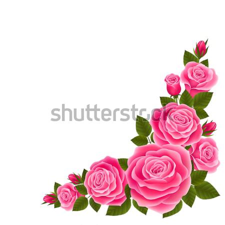 Fronteira rosas isolado flor primavera rosa Foto stock © user_10003441