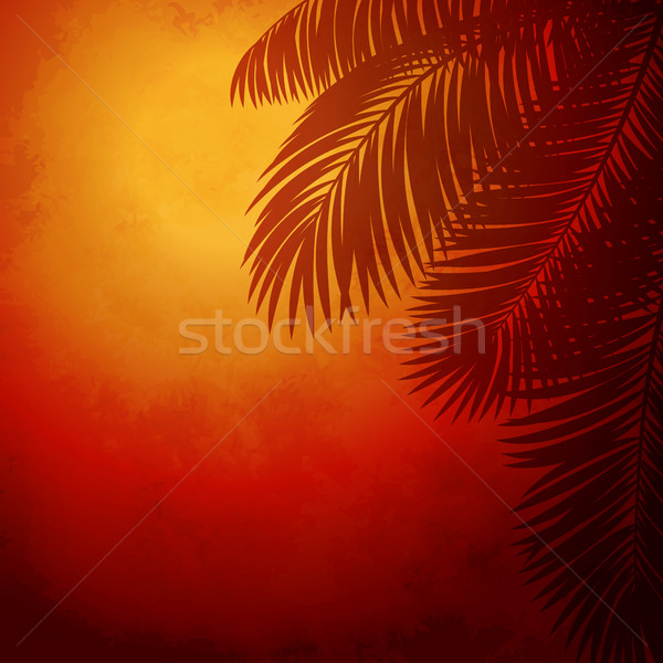Zdjęcia stock: Palm · wygaśnięcia · wiosną · słońce · tle