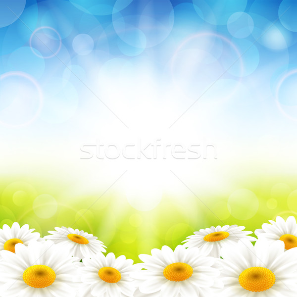 Bloemen zomerbloemen zomer bloem voorjaar zon Stockfoto © user_10003441