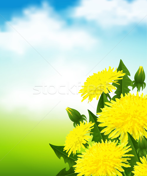 Amarelo leão dandelion flores blue sky primavera Foto stock © user_10003441