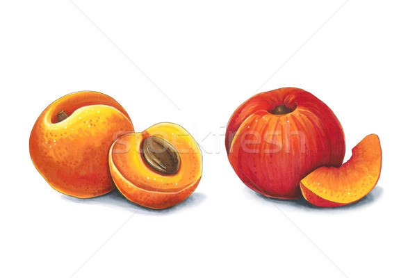 Apricot and peach on a white background. Sketch done in alcohol  Stock photo © user_10003441