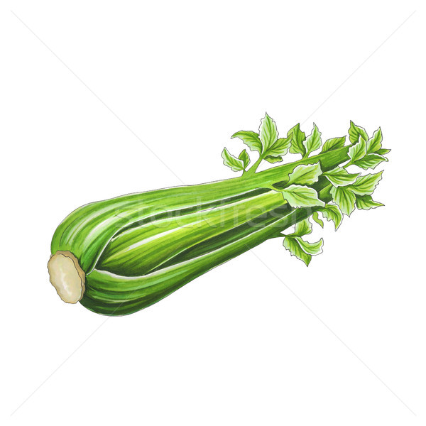 Celery on a white background. Sketch done in alcohol markers Stock photo © user_10003441