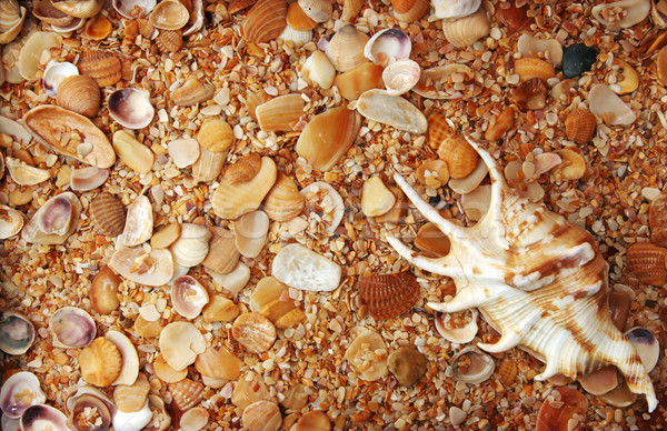 Sea shell background Stock photo © user_11056481
