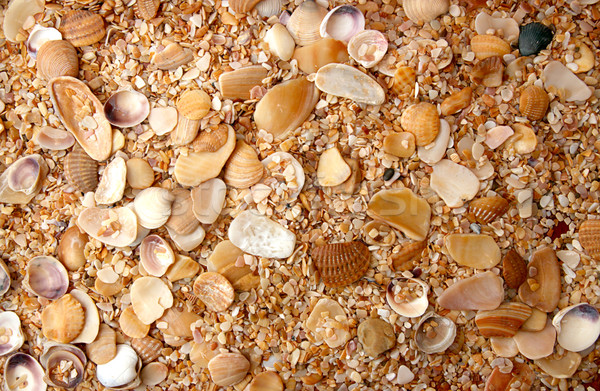 Sea shell background Stock photo © user_11056481