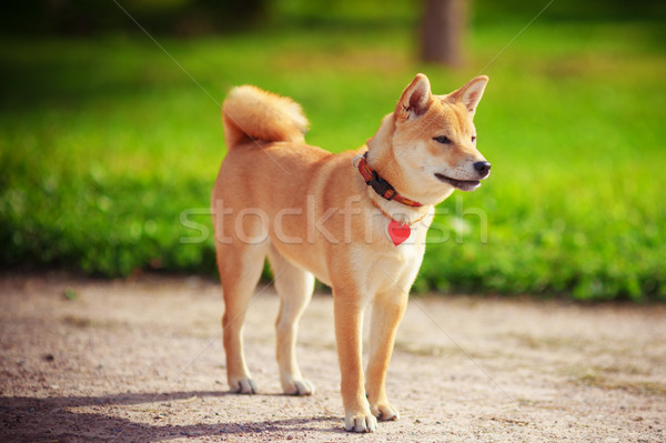 Foto stock: Jóvenes · verde · jardín · perro · animales · mascotas